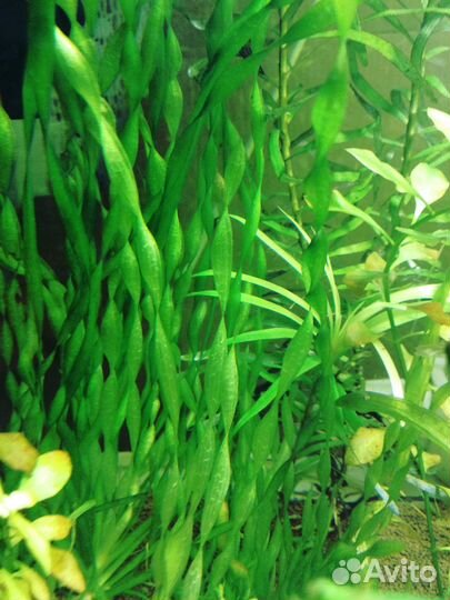 Оборудование с аквариумом