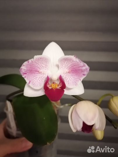 Орхидея фаленопсис