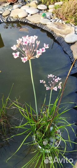 Растение для пруда сусел зонтичный