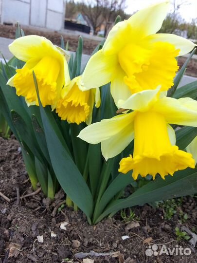 Луковицы нарциссов
