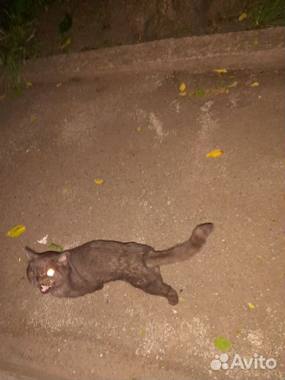 Кошка потеряшка