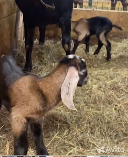 Англо нубийские козочки