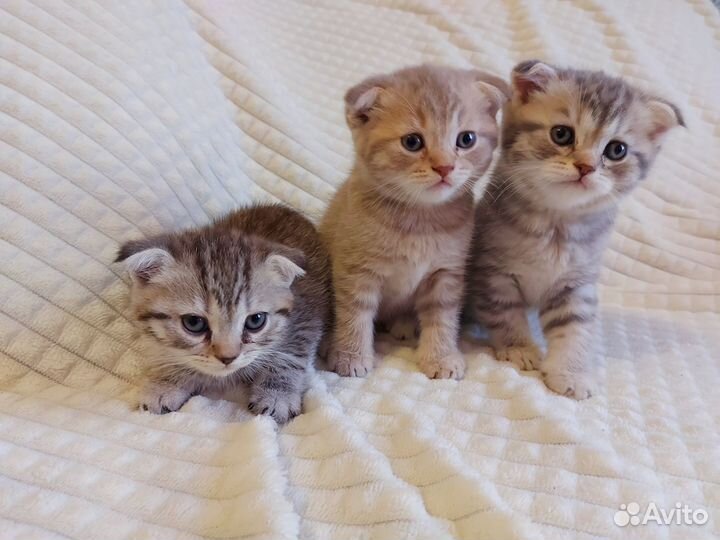 Шотландские котята