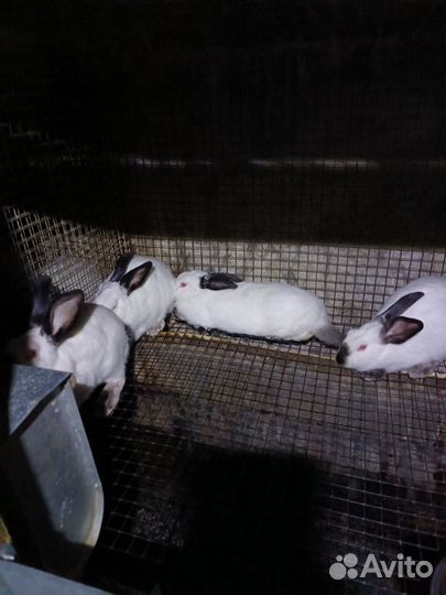 Кролики мясных пород