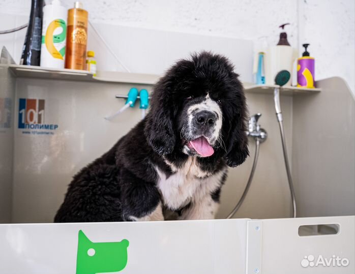 Груминг собак и кошек, УЗ чистка зубов