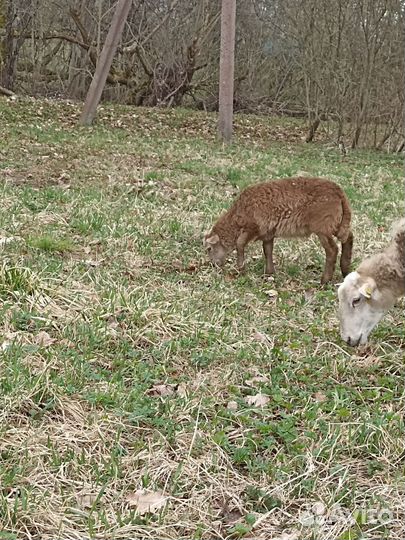 Ягнята баранчики