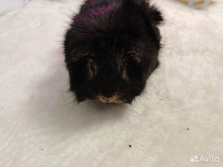 Морская свинка