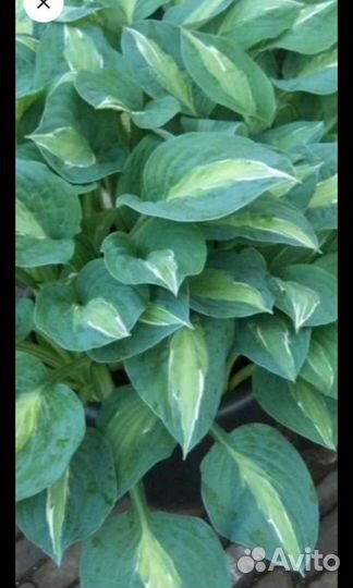 Хосты. Средние и Высокие