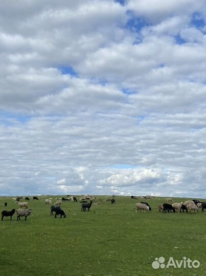 Бараны, козы