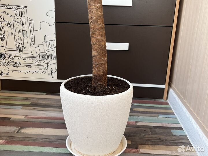 Пальма юкка комнатное растение