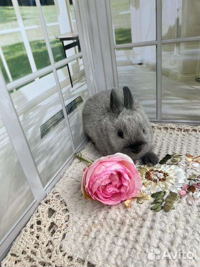 Карликовый кролик