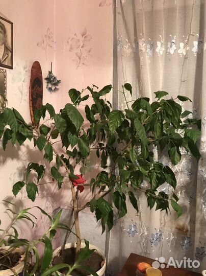 Китайская роза