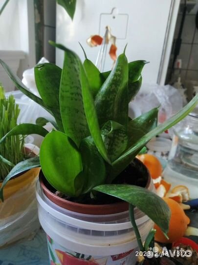 Сансевиерия щучий хвост