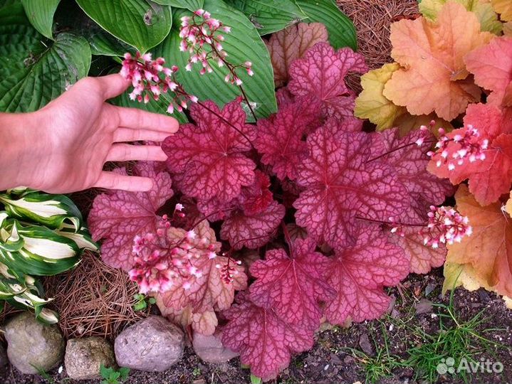 Черенки гейхер