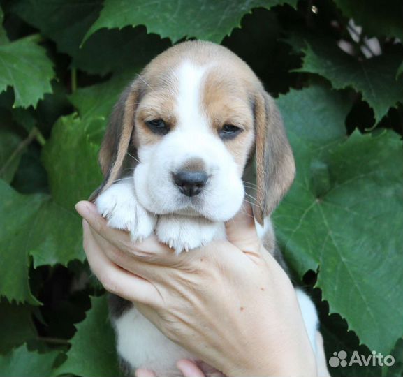 Щенки бигль