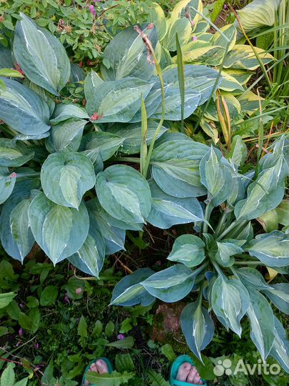 Садовые цветы