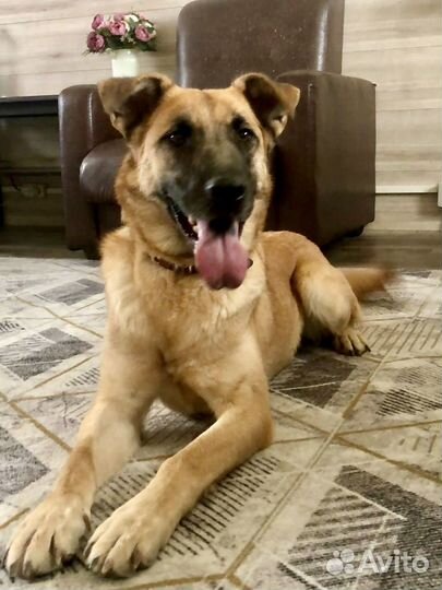 Небольшая собачка Рейна 1,5 года