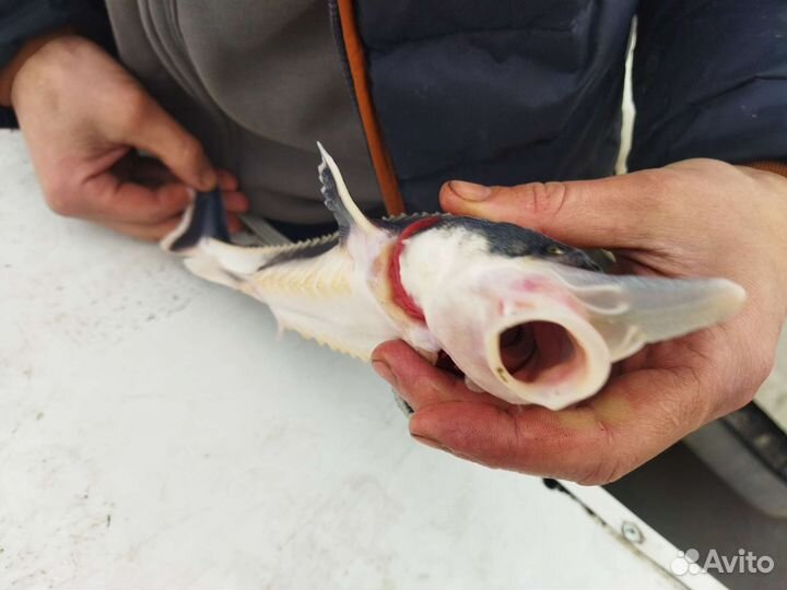 Царская рыба малек