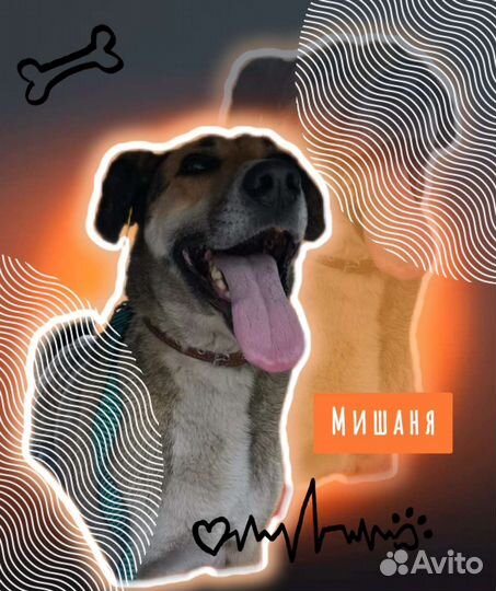 Ищет дом Мишаня