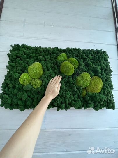 Картина из стабилизированного мха