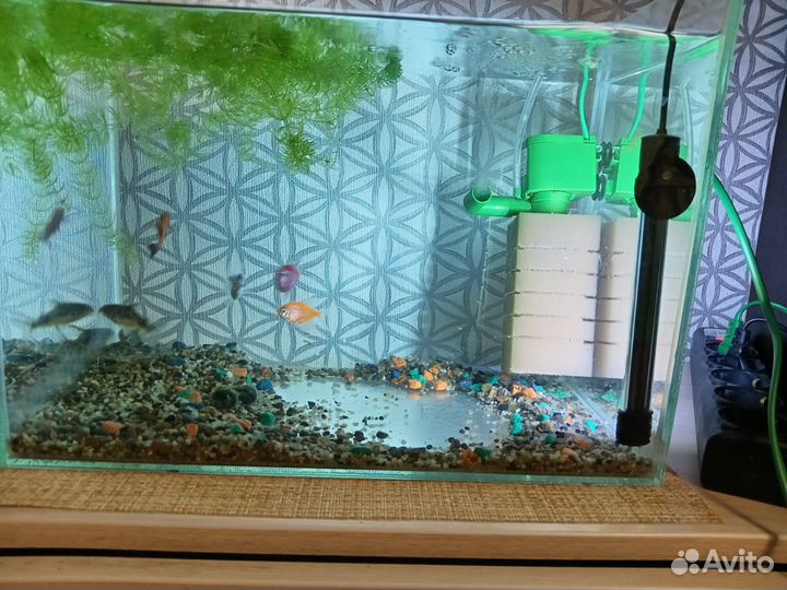 Аквариум с рыбками