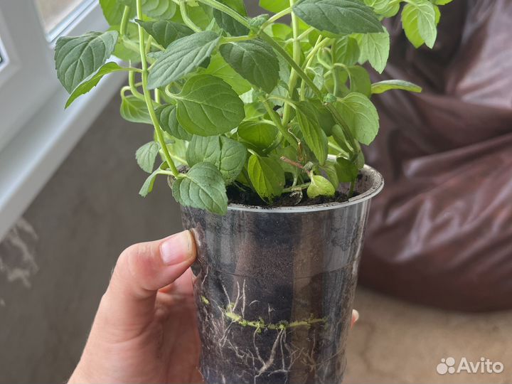 Смородиновая мята для дома