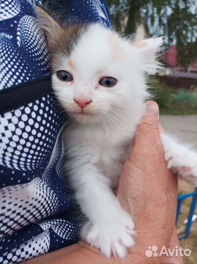 Кошка в дар бесплатно