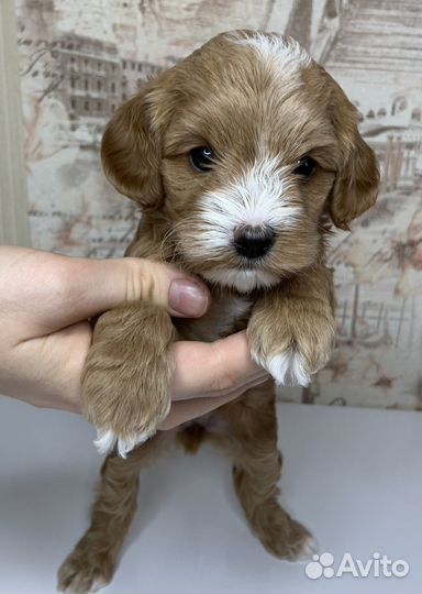 Мальтипушка ф2