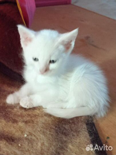 Котята турецкой ангоры