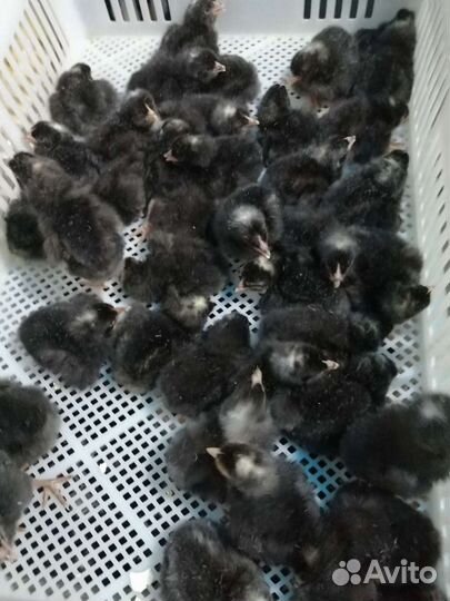 Бройлеры Индюшата