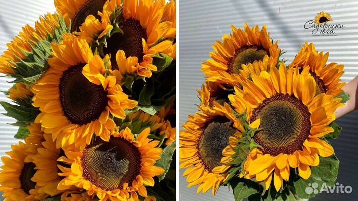Подсолнух собственного производства