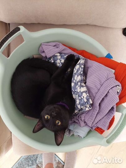 Котенок Белла в добрые руки