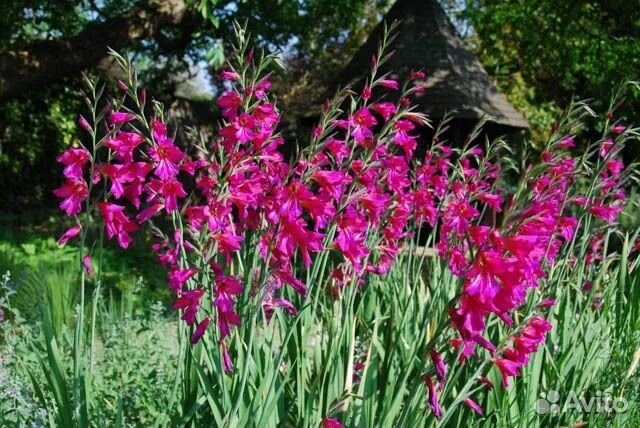 Гладиолус луковицы сорт византийский