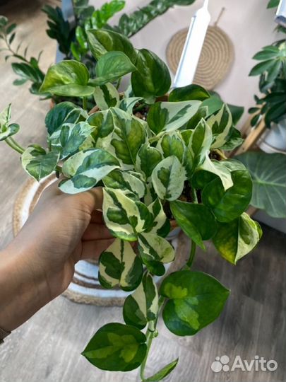 Эпипремнумы сциндапсусы