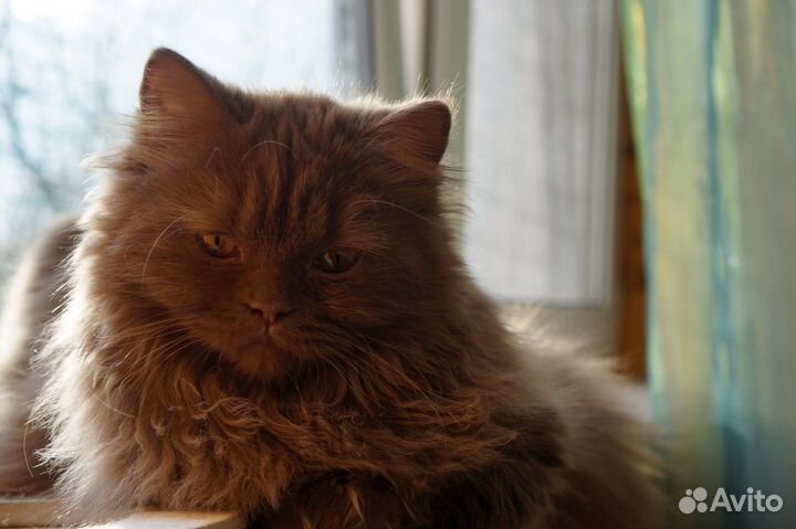 Корица, британка, длинношерстная