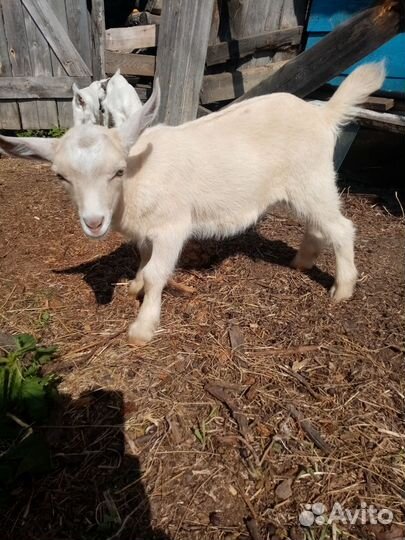 Козлик 1 месяц
