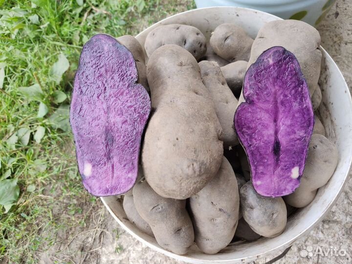 Картофель фиолетовый сортовой