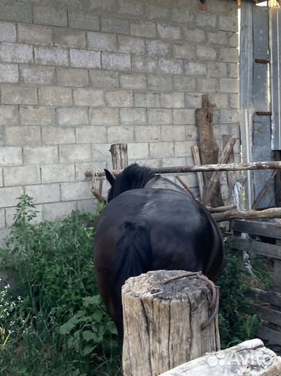 Лошадь верховая