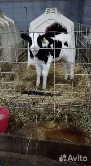 Телята. Бычки