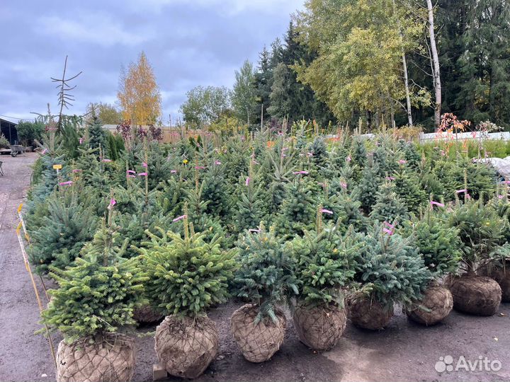 Саженцы ели. Ель голубая 