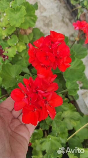 Пеларгония герань