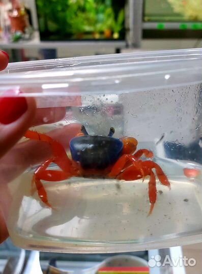 Радужный краб