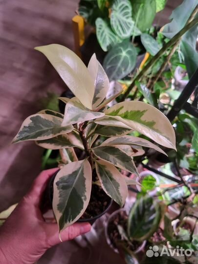 Фикус Мелани вариегатный