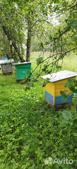 Улей с пчелами