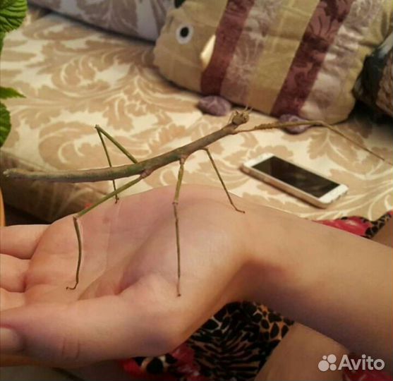 Палочник аннамский