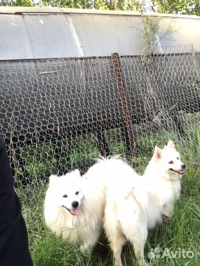 Японский шпиц