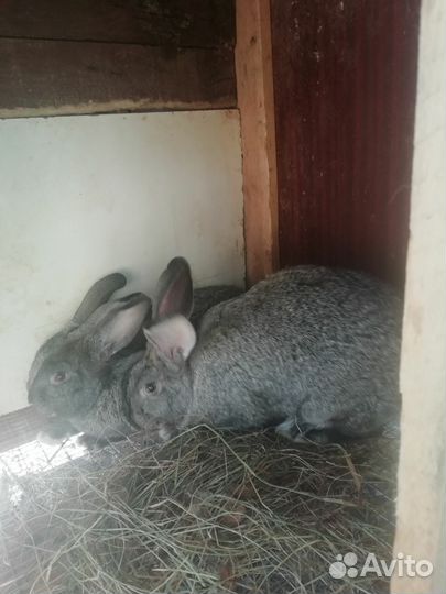 Кролики мясных пород