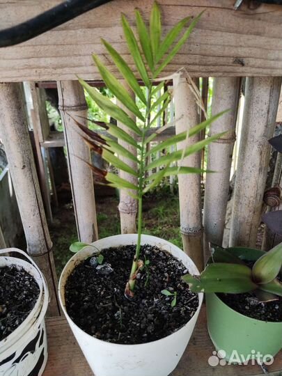 Хамедорея (бамбуковая пальма)