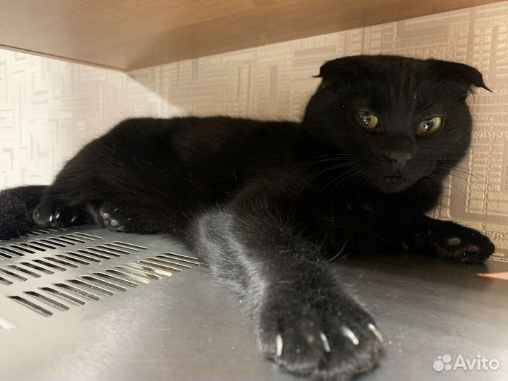 Кошка в добрые руки