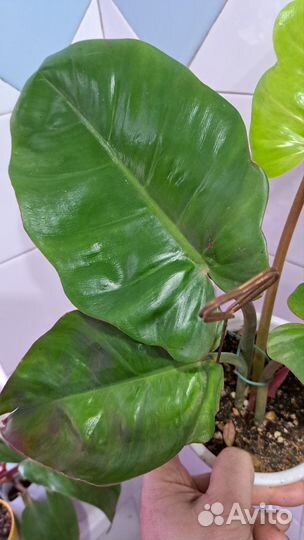 Филодендрон пинг тонг гибрит splash